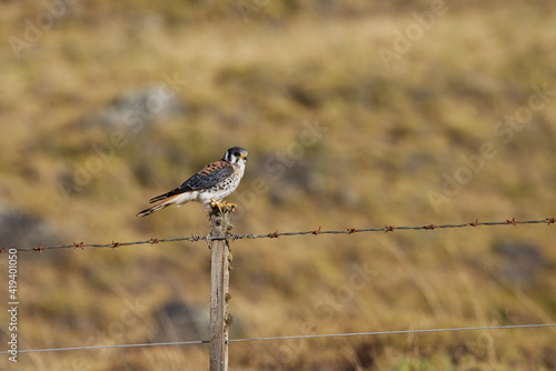 Amerikaanse Torenvalk, American Kestrel, Falco sparverius photo