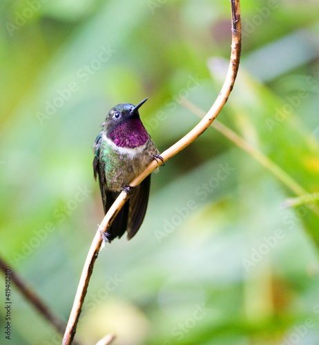 Merida-zonnekolibrie, Amethyst-throated Sunangel, Heliangelus amethysticollis photo