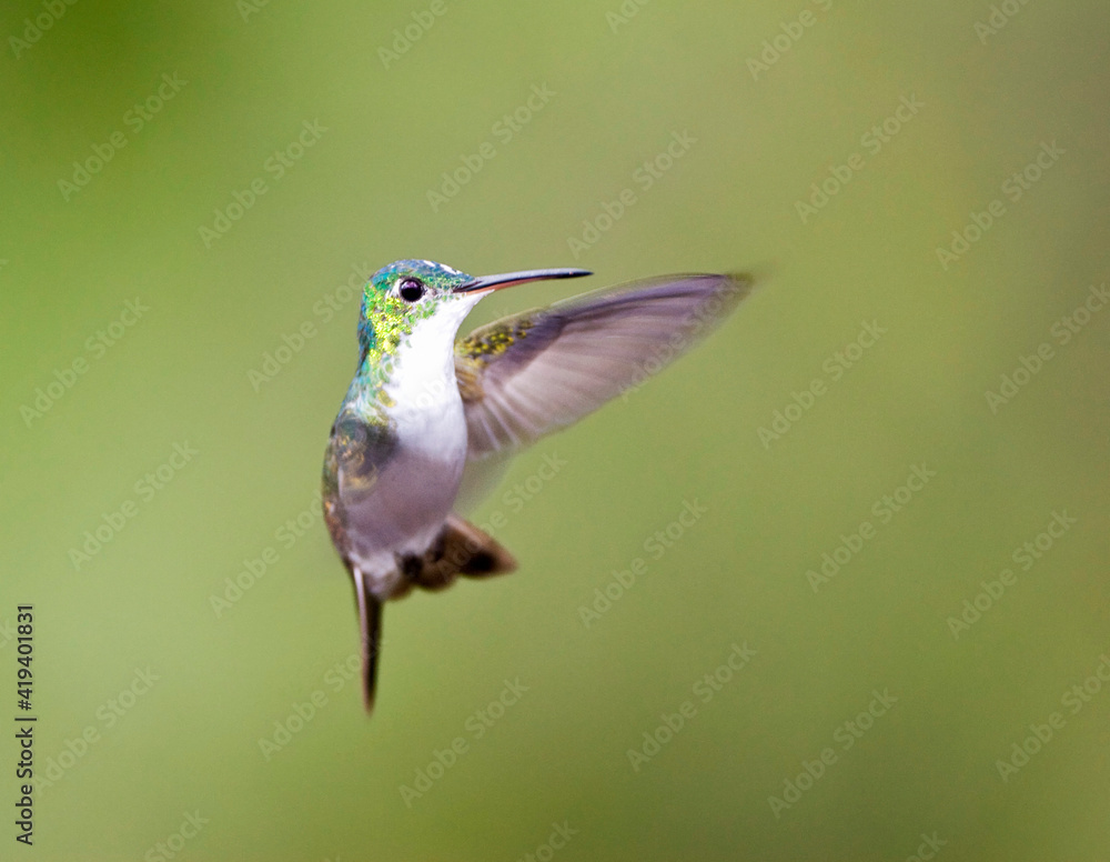 Fototapeta premium Andesamazilia, Andean Emerald, Amazilia franciae