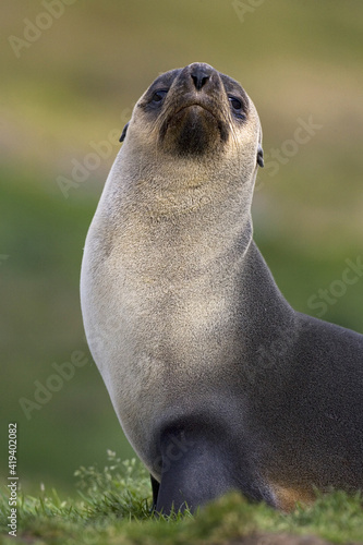 Antarctic Fur Seal, Antarctische Pelsrob, Arctocephalus gazella photo