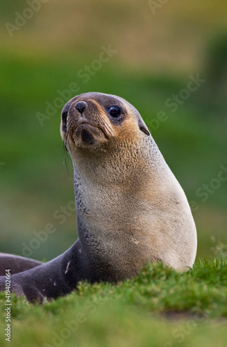 Antarctische Pelsrob, Antarctic Fur Seal, Arctocephalus gazella photo