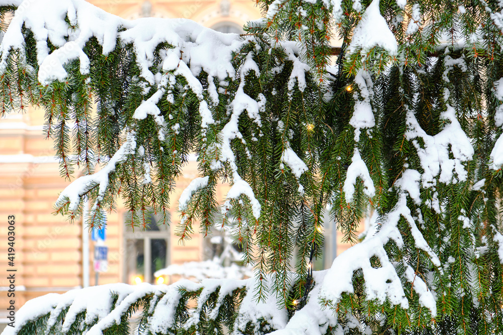 A snow-covered spruce tree is decorated for Christmas with the classic European architecture in the background.