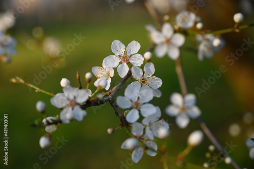 White cherry blossom in spring. Background of beautiful white cherry blossom. Cherry tree in white flowers. Blurring background.