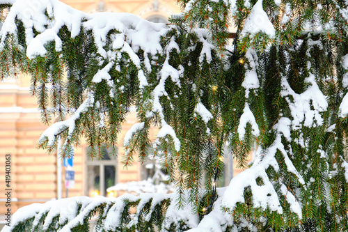 A snow-covered spruce tree is decorated for Christmas with the classic European architecture in the background.