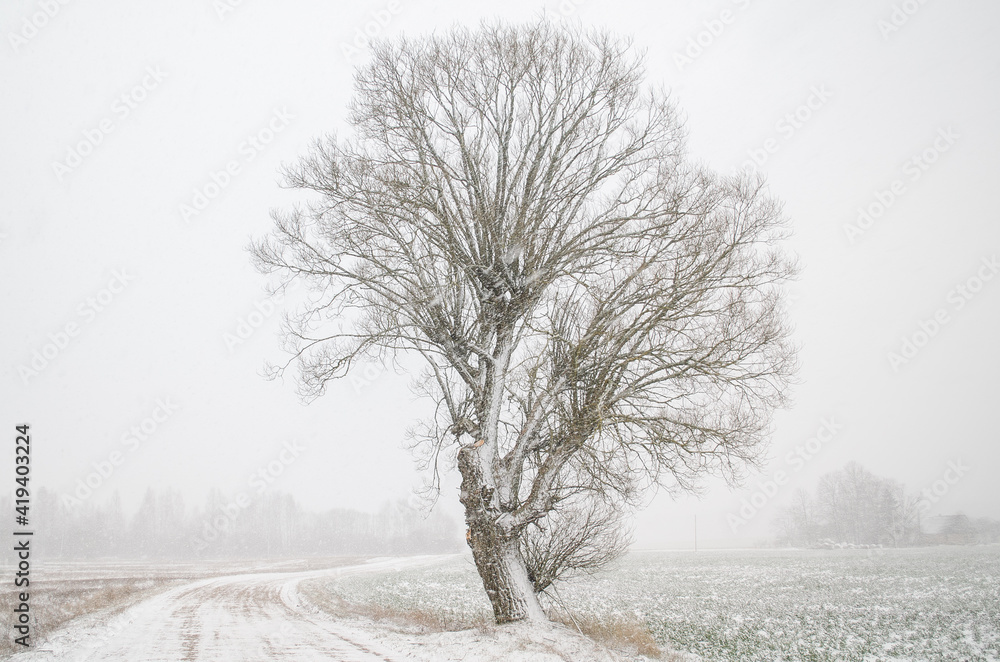 Fototapeta premium Tree in snowy winter day, Latvia