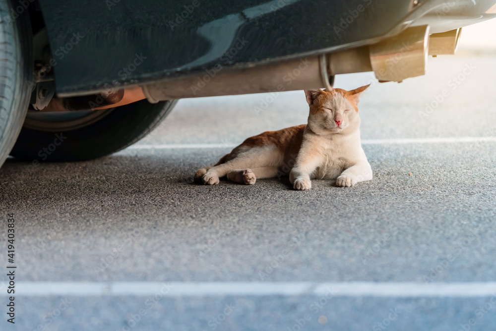 A street stray cat sit back to resting and napping near exhaust pipe under a parked car in urban. Homeless animals concept. Dangerous for cats ,Caution