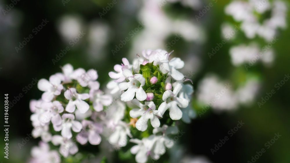 Close up of little white flowers in the meadow Close up of little white flowers in the meadow