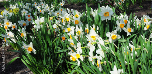 A large group of beautiful white and yellow daffodil flowers, narcissus flowers are blooming profusely in a low-maintenance flowerbed in spring.