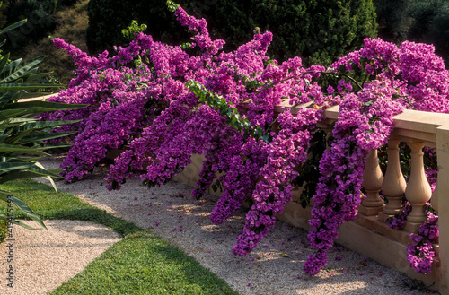 Bougainvillée, bougainvillier , Bougainvillea glabre photo