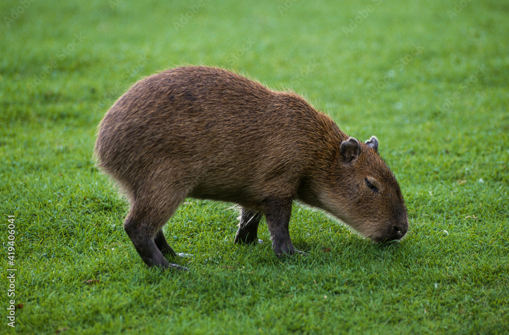 Capybara, Cochon d'eau, Hydrochoerus hydrochaeris Capybara, Cochon d'eau, Hydrochoerus hydrochaeris