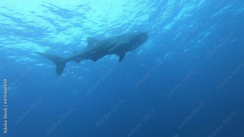 Slow motion shot diving Big whale shark (Rhincodon typus) feeding on plancton behind boat at night and swims in blue water in Maldives, Bohol Sea, Philippines, Southeast Asia. Underwater video. Slow motion shot diving Big whale shark (Rhincodon typus) feeding on plancton behind boat at night and swims in blue water in Maldives, Bohol Sea, Philippines, Southeast Asia. Underwater video.