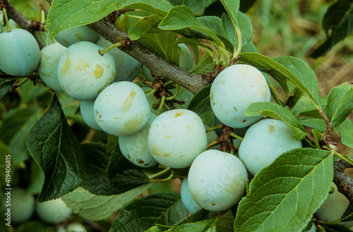 Obraz na plátně Prunier, prune 'Reine Claude dOullins', Prunus domestica