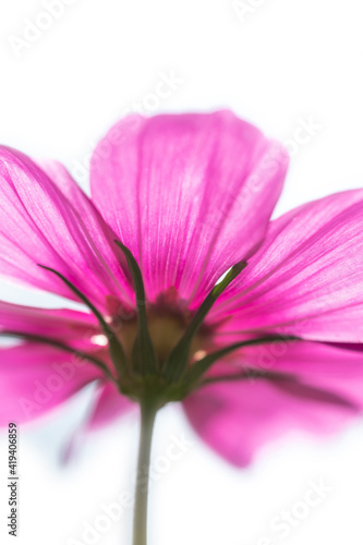 isolated pink wild flower petals