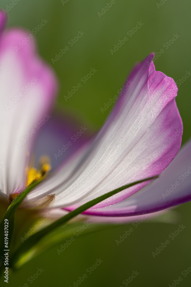 Fototapeta premium isolated pink wild flower petals