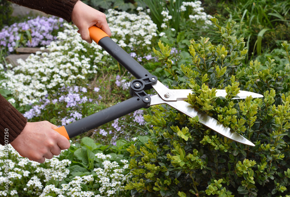Uskyldig sfærisk patologisk Work in the garden: A gardener is trimming, pruning and shaping boxwood,  buxus using hedge shears with blooming flowers, arabis and creeping phlox  in the background. Stock-foto | Adobe Stock
