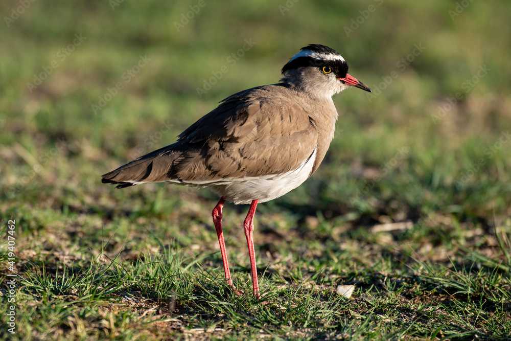 Vanneau couronné,.Vanellus coronatus, Crowned Lapwing, Afrique du Sud Vanneau couronné,.Vanellus coronatus, Crowned Lapwing, Afrique du Sud