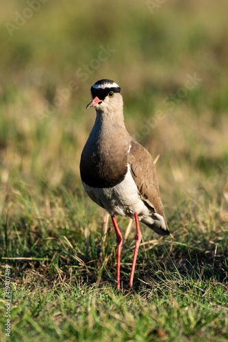 Vanneau couronné,.Vanellus coronatus, Crowned Lapwing, Afrique du Sud © JAG IMAGES