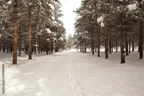 Footprints on snow left after a man walked on Path between pine. Track, tracks. Footprint. Trees covered with snow in winter. Forest in the city of Erzurum, in Turkey. cold weather in woods