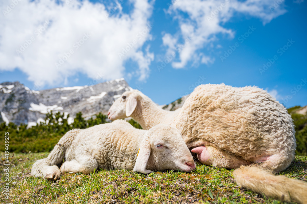Cute lamb with her mother resting on mountain meadow. Cute lamb with her mother resting on mountain meadow.