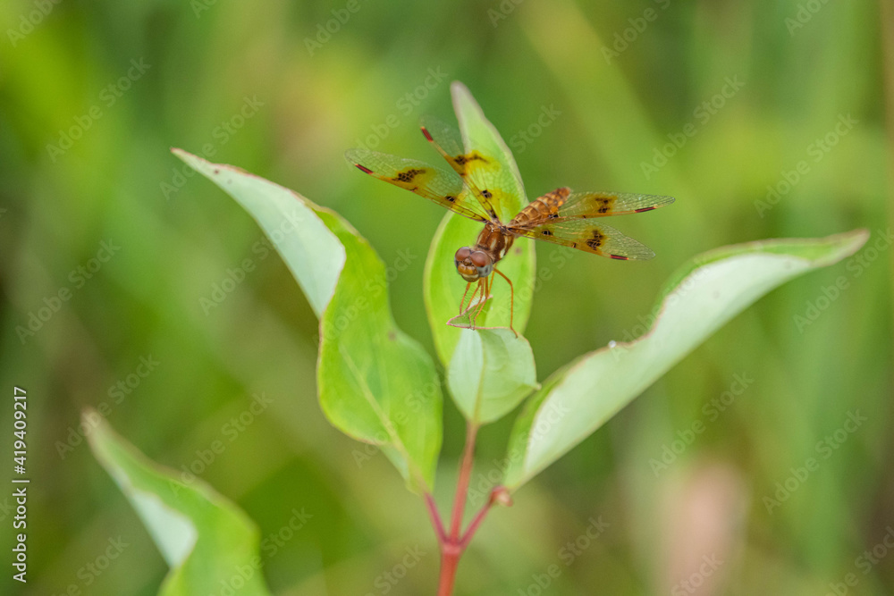 Fototapeta premium Eastern Amberwing Dragonfly in Summer