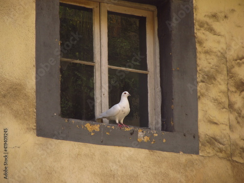 Biały gołąb siedzący na parapecie starego okna na Maderze