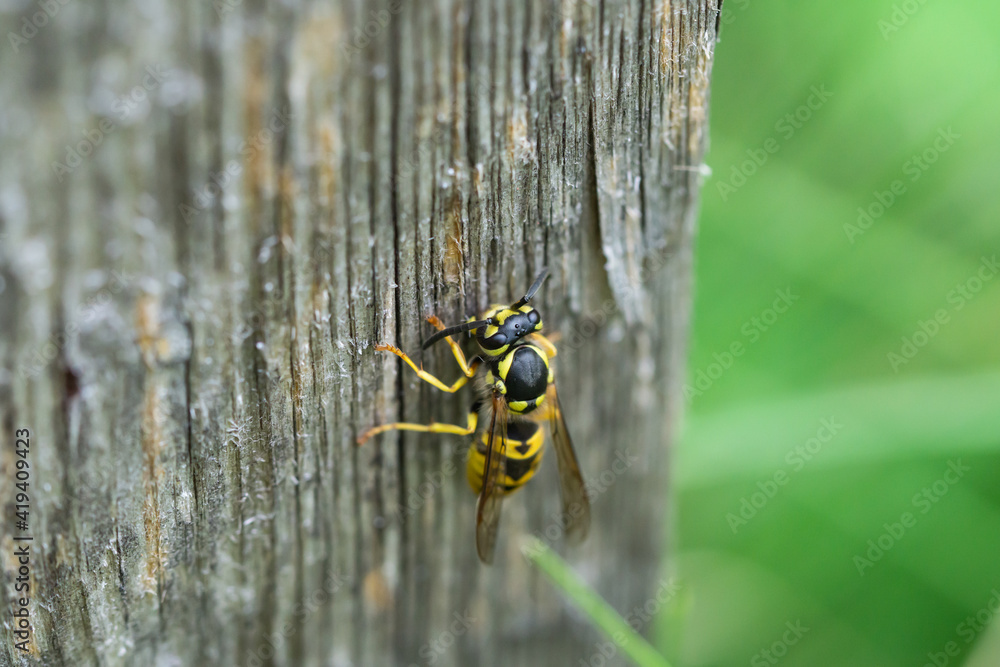 German Yellowjacket on Wood in Summer German Yellowjacket on Wood in Summer