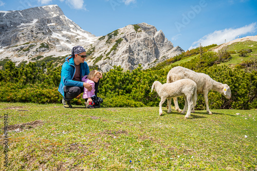 Cute girl looking at sheep with her father in mountain pasture.