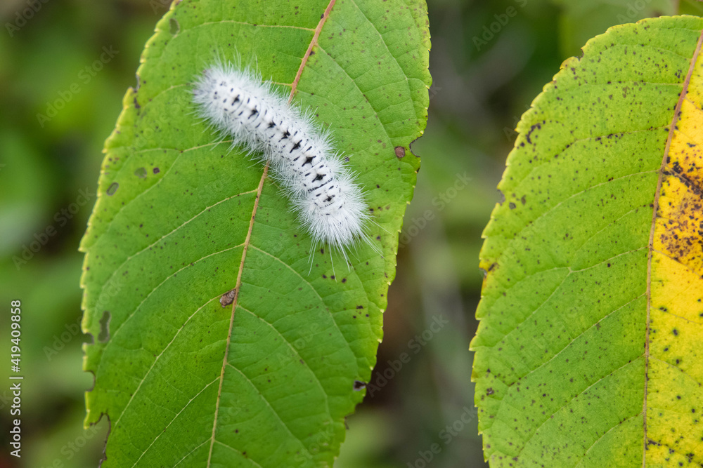 Hickory Tussock Moth Caterpillar in Summer Hickory Tussock Moth Caterpillar in Summer