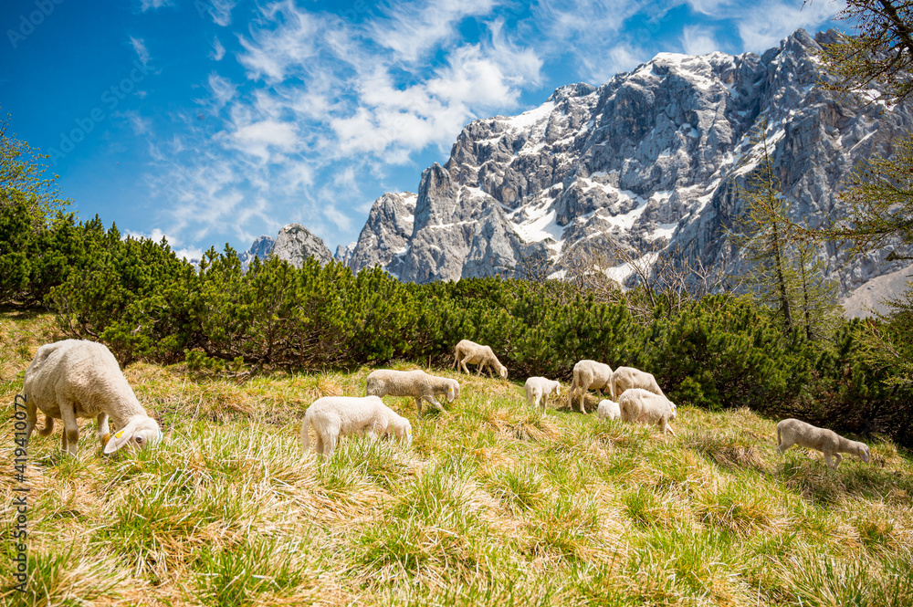 Flock of sheep grazing on alpine meadow surrounded with mountains.