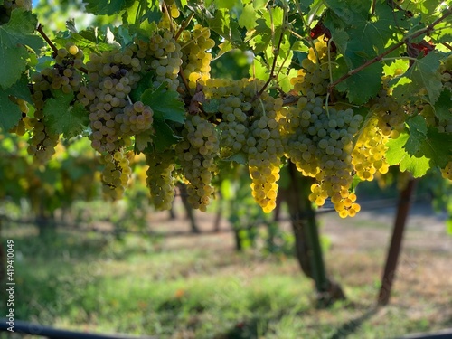 grapes in vineyard