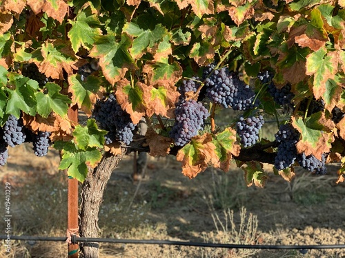 grapes in vineyard