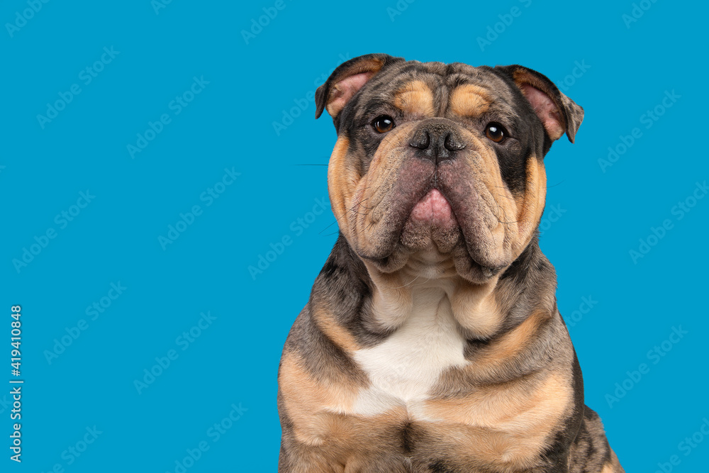 Portrait of a old english bulldog dog looking at the camera on a blue background