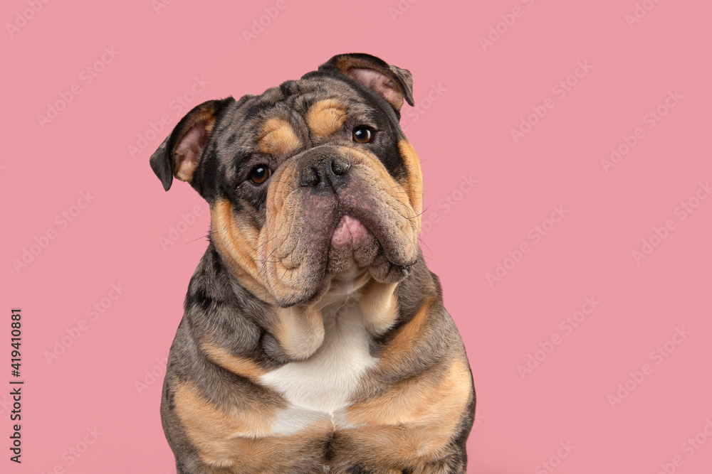Portrait of a old english bulldog dog looking at the camera on a pink background