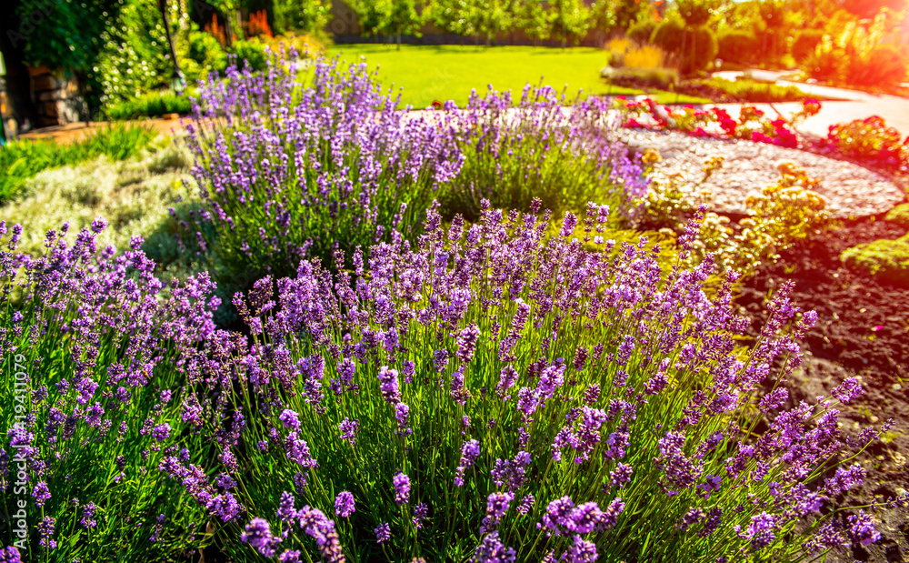 Obraz premium beautiful landscaping with beautiful plants