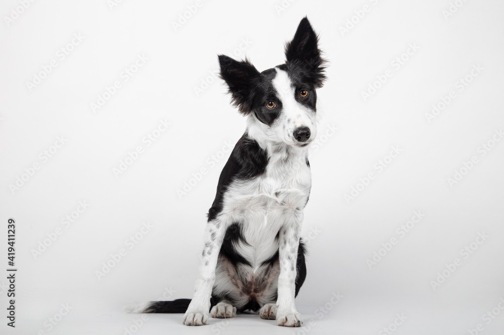 Border collie puppy in front of a white background Border collie puppy in front of a white background