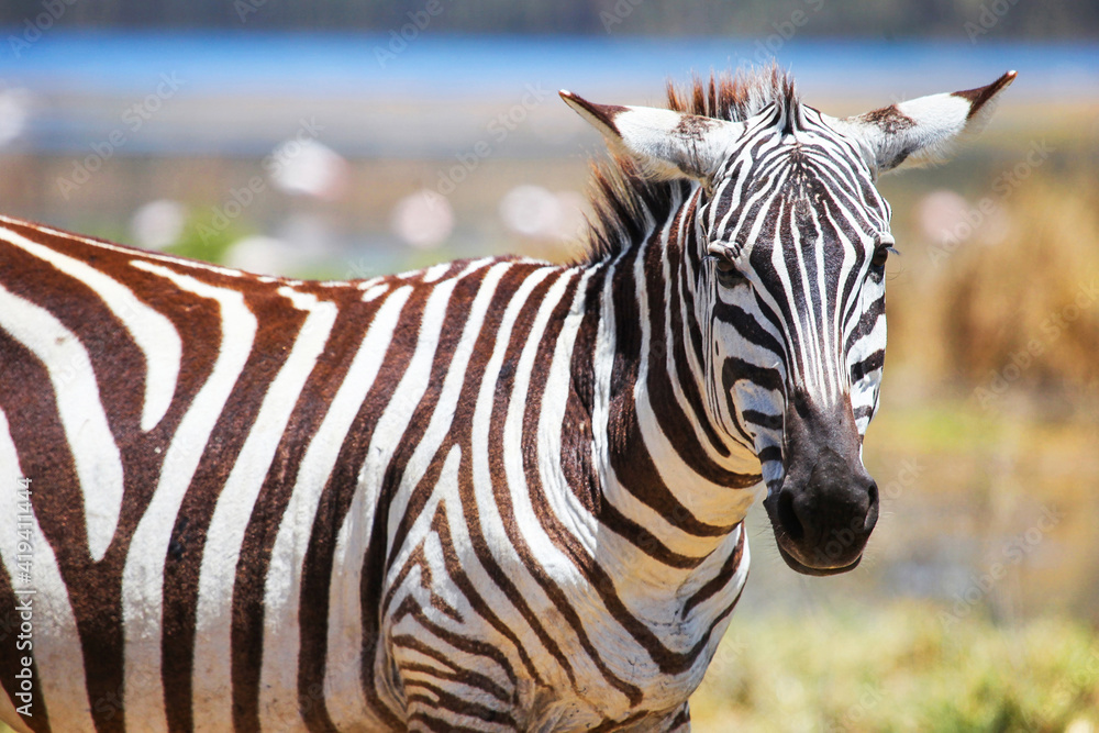 Naklejka premium Plains zebra