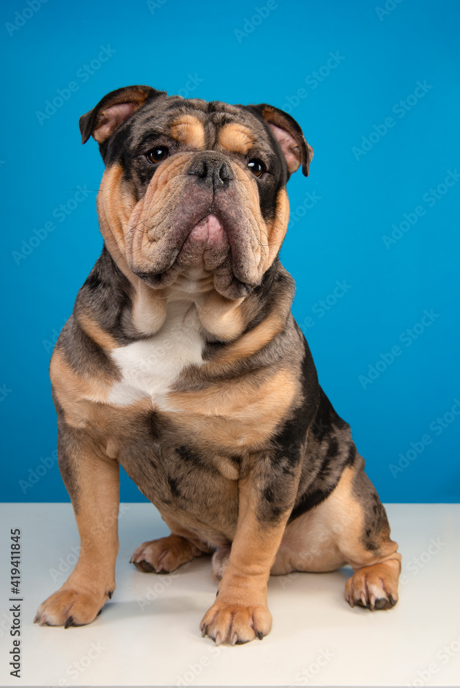 Old english bulldog dog sitting and looking away on a blue background