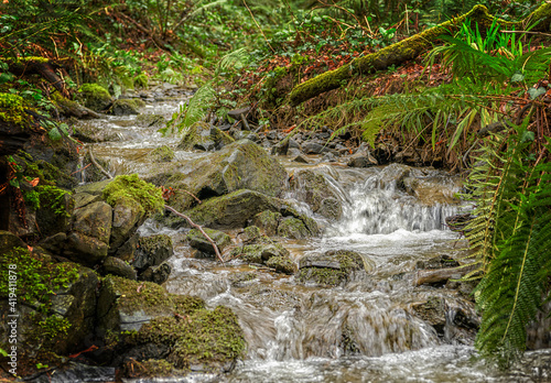 Woodland Brook