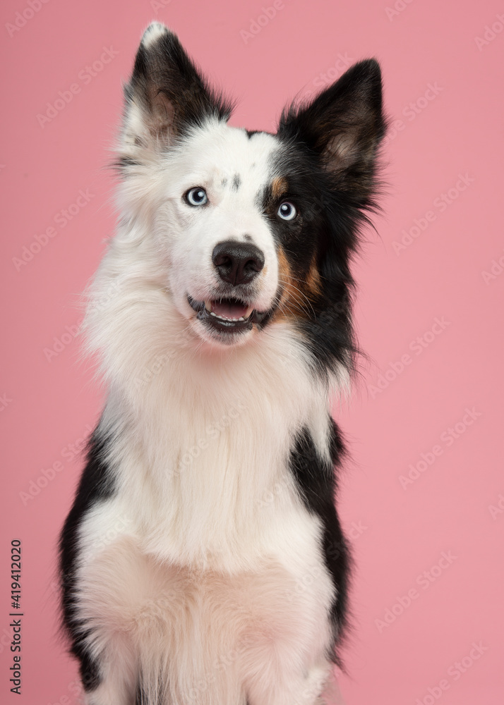 Portrait of border collie looking in a camera on a pink background