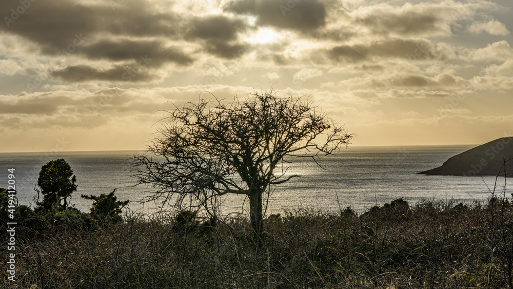 Tree and sea view