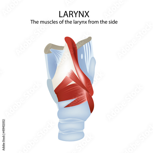 Muscles and cartilage of the larynx, medical vector illustration
