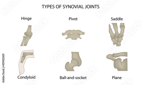 Types of joints synovial, vector illustration