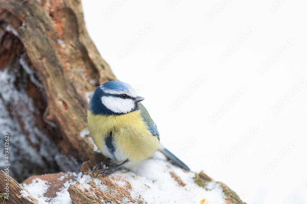 Obraz premium Blue tit on a branch with snow on a white snow background
