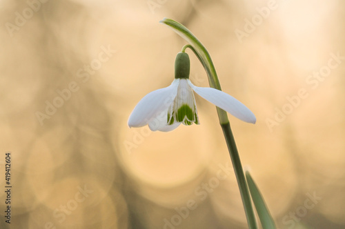 Wallpaper Mural Single blooming snowdrop in pastel colors Torontodigital.ca