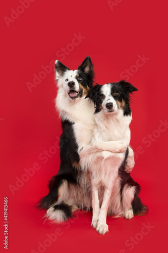 Two border collie dogs holding each other while sitting on a red background © Elles Rijsdijk