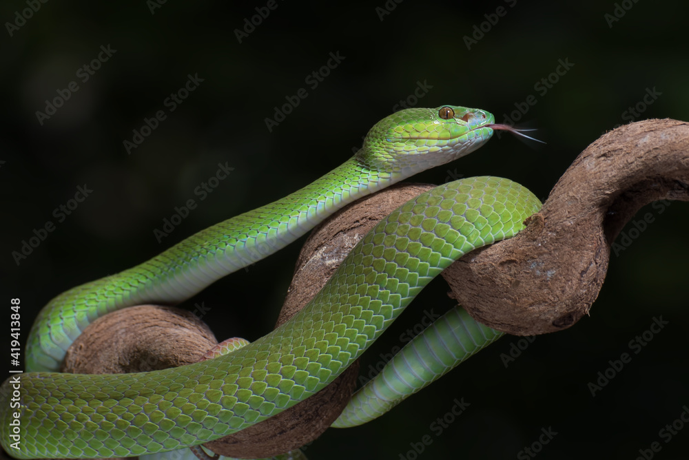 Fototapeta premium White-lipped island pit viper in dark background