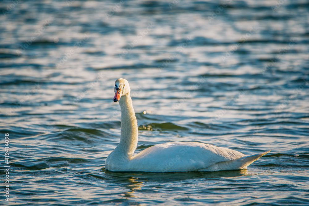 A beautiful white swan swims on the endless sea.