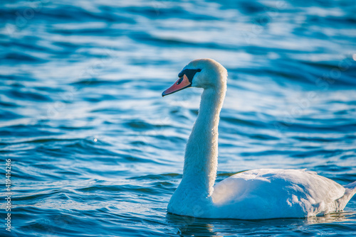 A beautiful white swan swims on the endless sea.