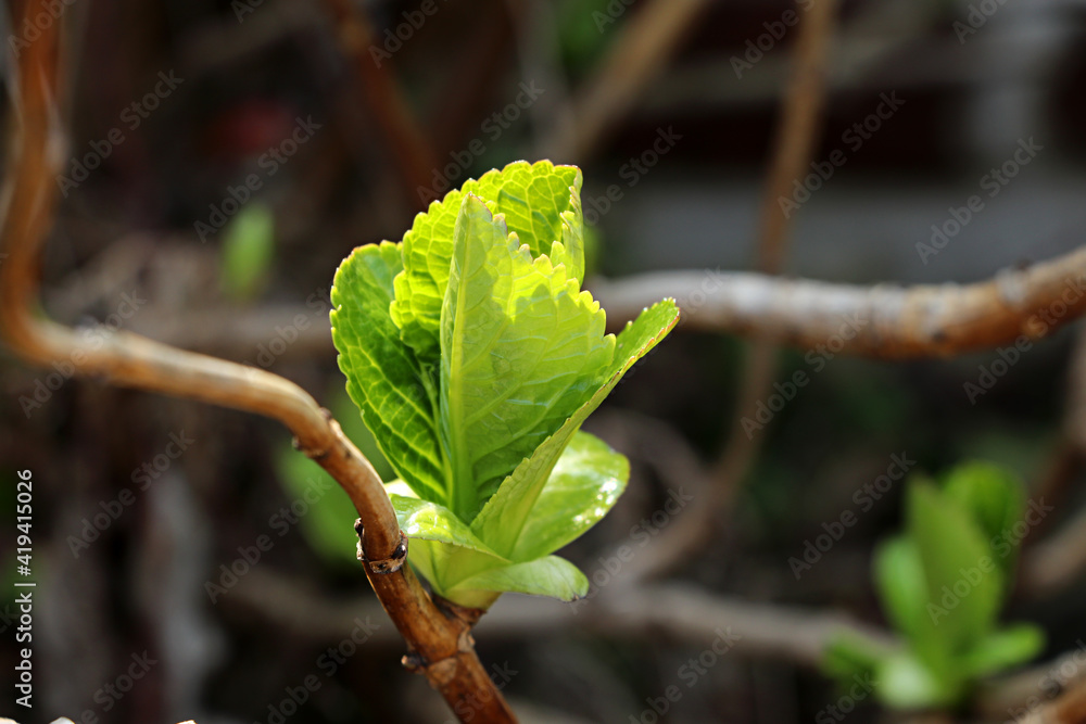 Fototapeta premium shoots growing on a hydrangea, a sprout of hydrangea