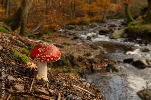 Fly agaric toadstool in a autumn forest with trees and a river